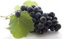 Une image contenant raisin, fruit

Description gnre automatiquement