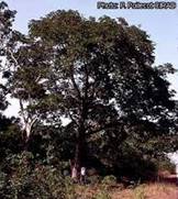 Une image contenant arbre, extrieur, plante

Description gnre automatiquement