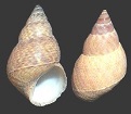 Une image contenant mollusque, invertbr

Description gnre automatiquement