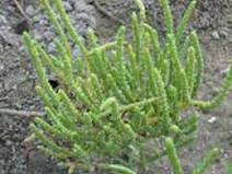 Salicornia bigelovii.jpg