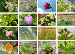 Quelle plante pour une bordure de jardin ? – Jardiner Malin