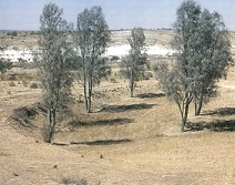 Liman system_trees planted_s_s1.jpg