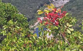pistacia terebinthus_arbre.jpg