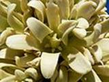 Yucca_brevifolia_flower.jpg