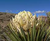 Yucca_brevifolia_floraison.jpg