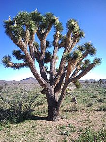 Yucca_brevifolia-Kaktus-drzewiasty.jpg