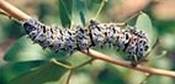 Colophospermum mopane-Mopane_worm_on_mopane_tree2.jpg