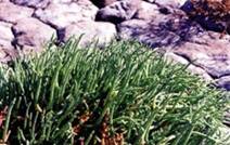 Salicornia brachiata.jpg