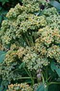 Une image contenant brocoli, plante, lgume, arbre

Description gnre automatiquement