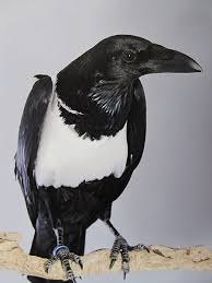 Une image contenant oiseau, animal, noir, extrieur

Description gnre automatiquement